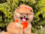 Safkan Pomeranian Teddy Face Yavrular