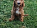Goldendoodle Dev King Size Garantili Orjinal Tüy Dökmez Büyük Boy