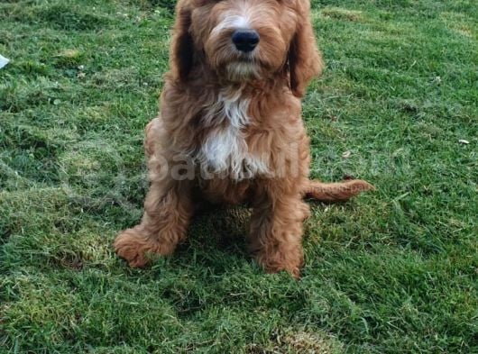 Goldendoodle Dev King Size Garantili Orjinal Tüy Dökmez Büyük Boy görsel