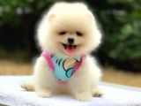 Pomeranian Boo Teddy Face Dişi Yavrumuz