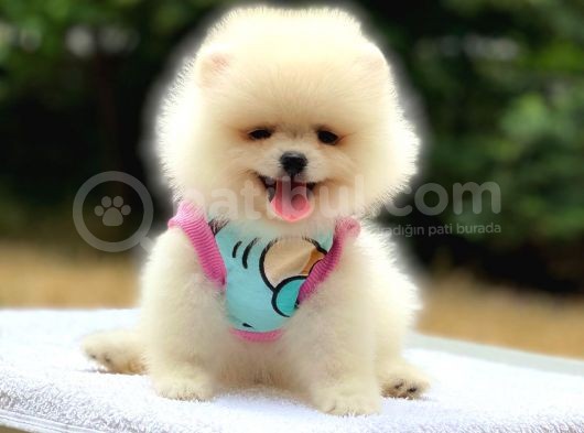 Pomeranian Boo Teddy Face Dişi Yavrumuz