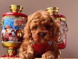 Safkan Toy Poodle Yavrular