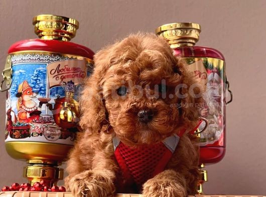 Safkan Toy Poodle Yavrular görsel
