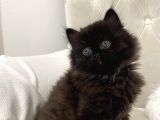 Chinchilla 2 Aylık Siyah Ve Beyaz Yavru