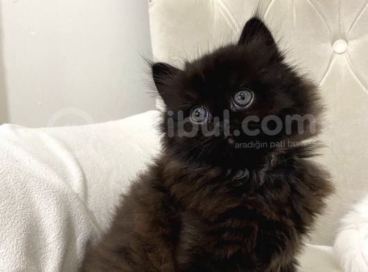 Chinchilla 2 Aylık Siyah Ve Beyaz Yavru görsel