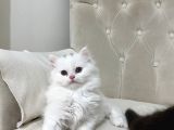 Chinchilla 2 Aylık Siyah Ve Beyaz Yavru