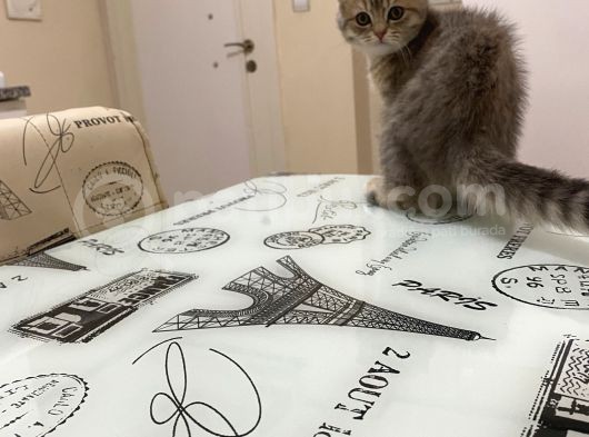 4 Aylık Dişi Scotish Fold görsel