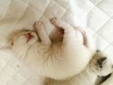 Kar Topu Gibi Longhair