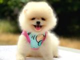 Pomeranian Boo Teddy Face Dişi Yavrumuz