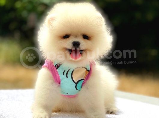 Pomeranian Boo Teddy Face Dişi Yavrumuz görsel