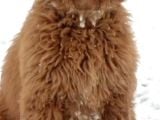 Goldendoodle Dev King Size Garantili Orjinal Tüy Dökmez Büyük Boy