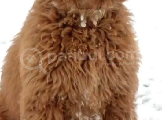 Goldendoodle Dev King Size Garantili Orjinal Tüy Dökmez Büyük Boy görsel