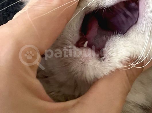 4 Aylık Dişi Scotish Fold görsel