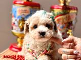 Safkan Toy Poodle Yavrular