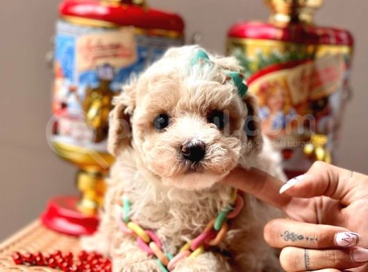 Safkan Toy Poodle Yavrular görsel