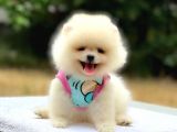 Pomeranian Boo Teddy Face Dişi Yavrumuz