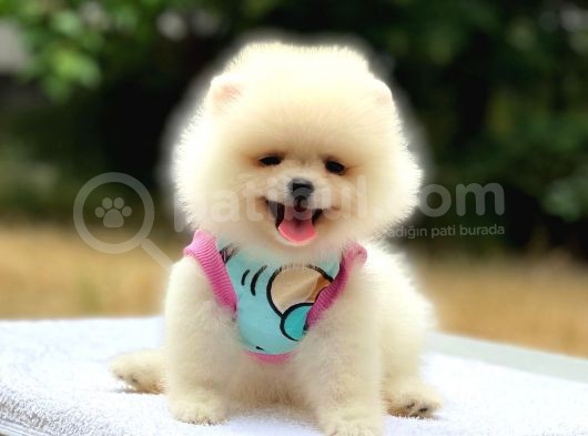 Pomeranian Boo Teddy Face Dişi Yavrumuz görsel