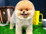 Muhteşem surat yapısına sahip Pomeranian boo yavrumuz