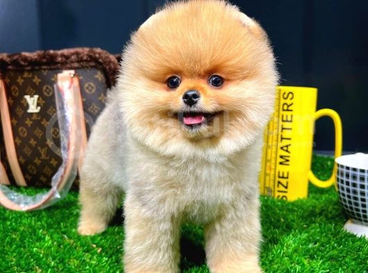 Muhteşem Surat Yapısına Sahip Pomeranian Boo Yavrumuz