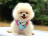 Pomeranian Boo Teddy Face Dişi Yavrumuz