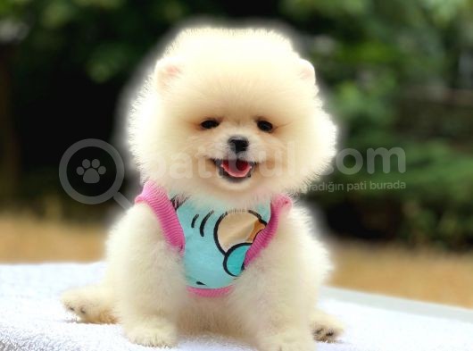 Pomeranian Boo Teddy Face Dişi Yavrumuz görsel