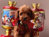 Sevimli Toy Poodle