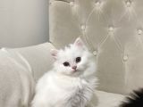 Chinchilla 2 Aylık Siyah Ve Beyaz Yavru