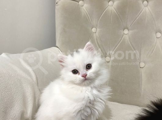 Chinchilla 2 Aylık Siyah Ve Beyaz Yavru görsel