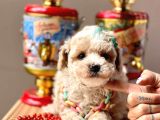 Safkan Toy Poodle Yavrular