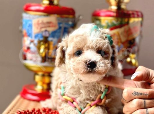 Safkan Toy Poodle Yavrular görsel