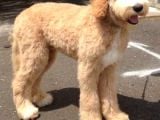 Goldendoodle Dev King Size Garantili Orjinal Tüy Dökmez Büyük Boy