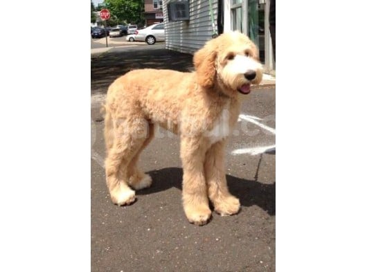 Goldendoodle Dev King Size Garantili Orjinal Tüy Dökmez Büyük Boy görsel