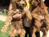 Goldendoodle Dev King Size Garantili Orjinal Tüy Dökmez Büyük Boy