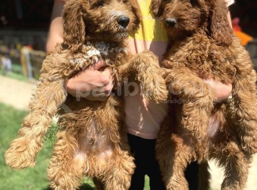 Goldendoodle Dev King Size Garantili Orjinal Tüy Dökmez Büyük Boy görsel