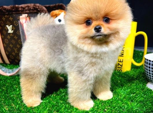 Muhteşem Surat Yapısına Sahip Pomeranian Boo Yavrumuz görsel