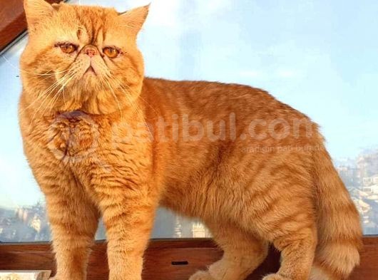 Safkan Exotic Yavrularim görsel