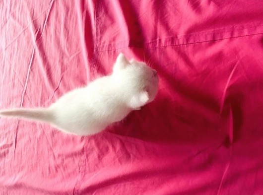 Kar Topu Gibi Longhair