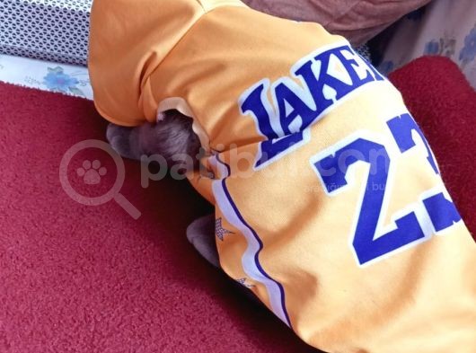 1.5 Yaşında Tüm Aşıları Tam Kısır Ve Çok Huysal görsel
