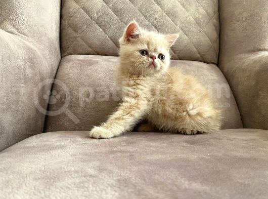 Safkan Exotic Yavrularim görsel