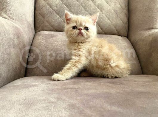 Safkan Exotic Yavrularim