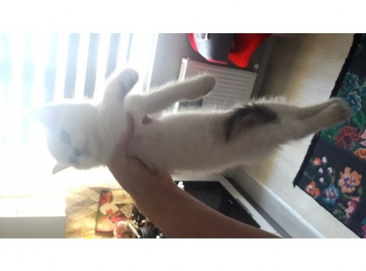 Acil Acil görsel