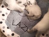 2 Aylık Safkan 3 Ad Blue Point Scottish Fold Ve 1 Ad  Blue Point British Dişi