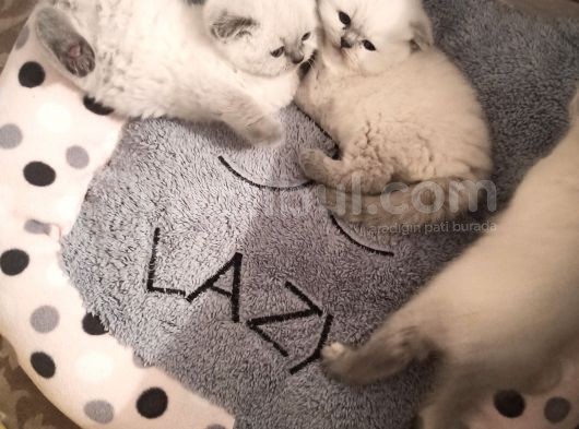 2 Aylık Safkan 3 Ad Blue Point Scottish Fold Ve 1 Ad  Blue Point British Dişi görsel