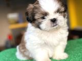 Orijinal, Irk Garantili, Sağlık Sözleşmeli Shihtzu Isteyenlere Öz