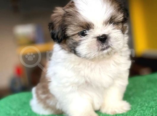 Orijinal, Irk Garantili, Sağlık Sözleşmeli Shihtzu Isteyenlere Öz görsel