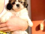 Orijinal, Irk Garantili, Sağlık Sözleşmeli Shihtzu Isteyenlere Öz