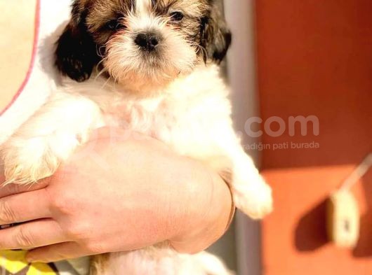 Orijinal, Irk Garantili, Sağlık Sözleşmeli Shihtzu Isteyenlere Öz görsel