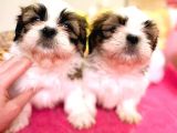 Orijinal, Irk Garantili, Sağlık Sözleşmeli ShihTzu Isteyenlere Öz