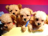 Uygun Anne Altından Toy Poodlelar