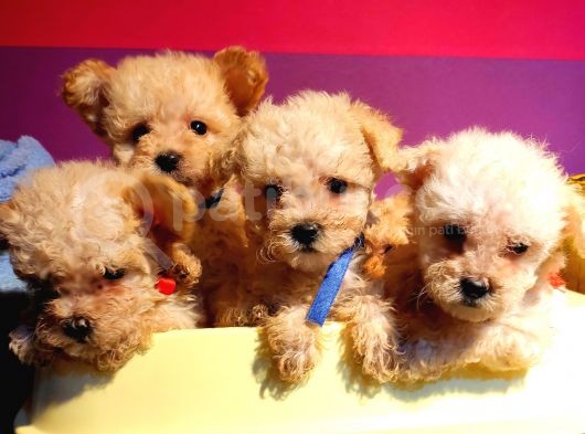 Uygun Anne Altından Toy Poodlelar